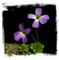 Pinguicula spec. Guatemala {L91-10, Guatemala} / 2+ plants