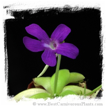 Pinguicula spec. Sumidero II. / 2+ plants