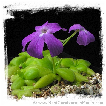 Pinguicula spec. Sumidero I. / 2+ plants