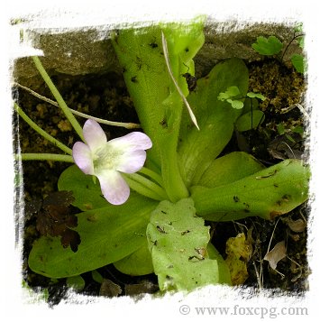 Pinguicula vallisneriifolia {Sierras de Cazorla-Segura, Spain} / 2+ plants