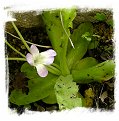 Pinguicula vallisneriifolia {Sierras de Cazorla-Segura, Spain} / 2+ plants