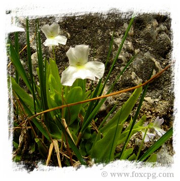 Pinguicula vallisneriifolia {blue + white flowers, Sierra de Cazorla, Spain} / 1+ plant