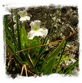 Pinguicula vallisneriifolia {blue + white flowers, Sierra de Cazorla, Spain} / 1+ plant