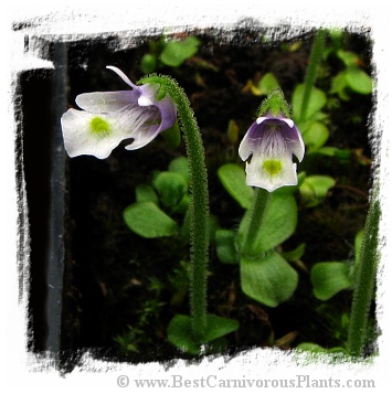 Pinguicula variegata / 2+ plants