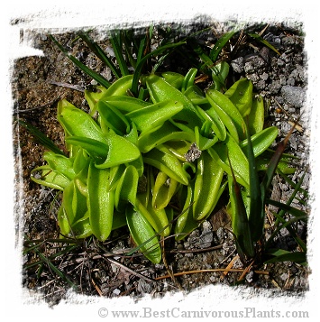 Pinguicula vulgaris {mixed with var. bicolor, near Ruzomberok, NW Slovakia, 580m asl.} (30s) 