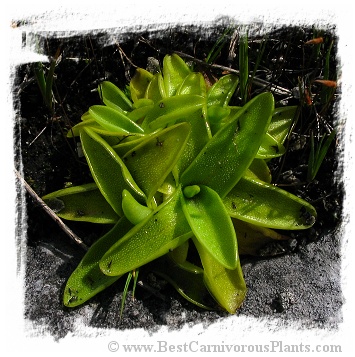 Pinguicula vulgaris {Viekker og Borselvosen, NW coast of Norway} (25s)