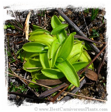 Pinguicula vulgaris {near Skaulo, Gallivare, N. Sweeden} (25s)