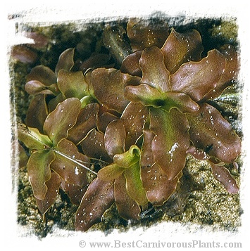 Pinguicula vulgaris {red leaf form, Grenoble, France} / 1+ plants