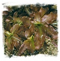 Pinguicula vulgaris {red leaf form, Grenoble, France} / 1+ plants