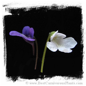 Pinguicula vulgaris {white flower, Slovakia} / 2+ plants