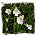 Pinguicula vulgaris {white flower, Slovakia} / 2+ plants