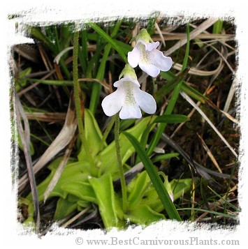 Pinguicula vulgaris {white flower, Slovakia} / 2+ plants