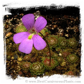 Pinguicula cv. Florian / 2+ plants