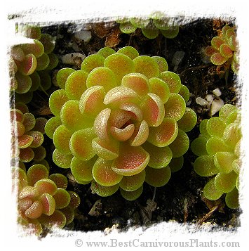 Pinguicula cv. Florian / 2+ plants