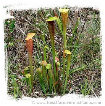 Sarracenia alata (20s)