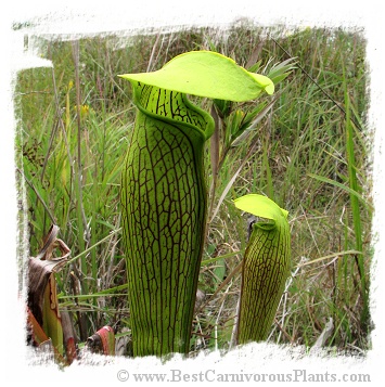 Sarracenia alata {St. Tammany Parish, Louisiana, USA} (12s)