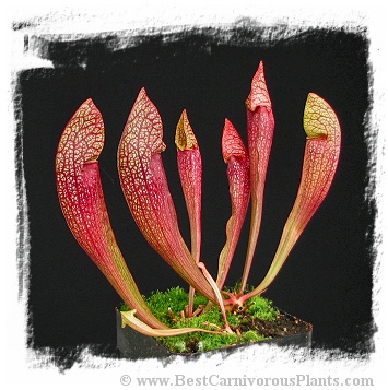 Sarracenia cv. Dixie Lace / 10-20 cm