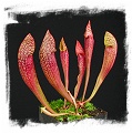 Sarracenia cv. Dixie Lace / 10-20 cm