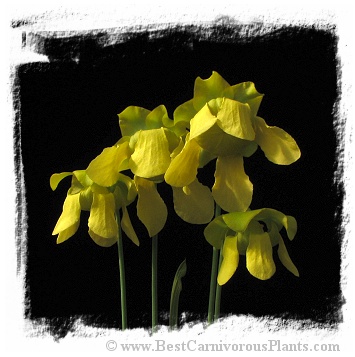 Sarracenia flava {mixed forms} / 2+ plants, size 8-20 cm