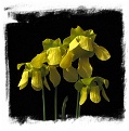 Sarracenia flava {mixed forms} / 2+ plants, size 8-20 cm