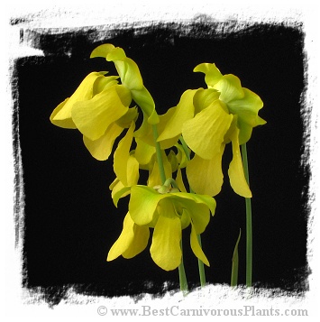 Sarracenia flava {Harleyville, Dorchester Co., South Carolina, USA} (20s)