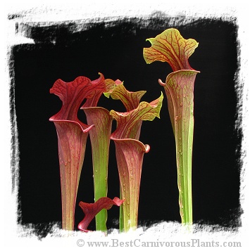 Sarracenia flava var. atropurpurea {and var. rubricorpora, mix} (15s)