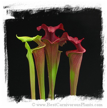 Sarracenia flava {mix of forms and variets} (25s)