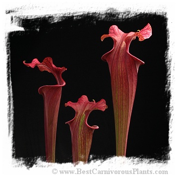 Sarracenia flava var. atropurpurea {and var. rubricorpora, mix} (15s)