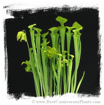 Sarracenia flava var. maxima {Francis Marion NF, Berkeley Co., SC, USA} (20s)