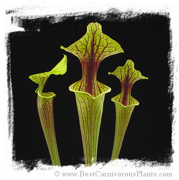 Sarracenia flava {mixed forms} / 2+ plants, size 8-20 cm