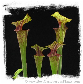 Sarracenia flava var. ornata {mix of different forms} (20s)