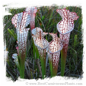 Sarracenia leucophylla {red forms mix} (20s)