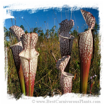 Sarracenia leucophylla {mix of different forms} (20s)