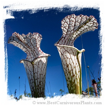 Sarracenia leucophylla {mix of different forms} (20s)