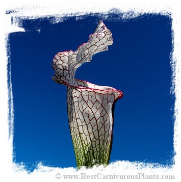 Sarracenia leucophylla {red forms mix} (20s)