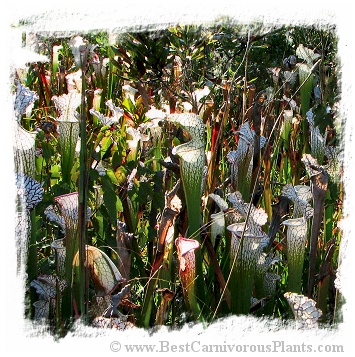 Sarracenia leucophylla var. alba {mix of different forms} (20s)