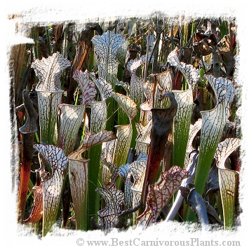 Sarracenia leucophylla var. alba {mix of different forms} (20s)