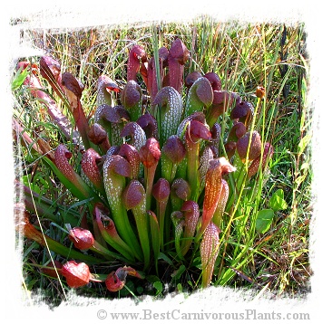 Sarracenia minor {Berkeley Co., South Carolina, USA} / 5-15 cm