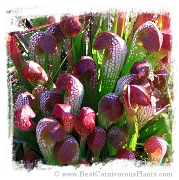 Sarracenia minor {Berkeley Co., South Carolina, USA} / 5-15 cm