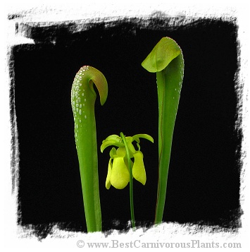 Sarracenia minor var. okefenokeensis {Ware Co., Georgia, USA} [BCP ID# R-6M] (15s)