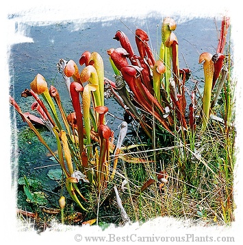 Sarracenia minor var. okefenokeensis {Ware Co., Georgia, USA} [BCP ID# R-6M] (15s)