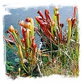 Sarracenia minor var. okefenokeensis {Ware Co., Georgia, USA} [BCP ID# R-6M] (15s)