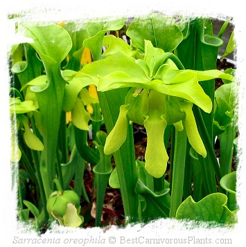 Sarracenia oreophila {R-S8A, De Kalb Co., AL, USA} / 10-30 cm