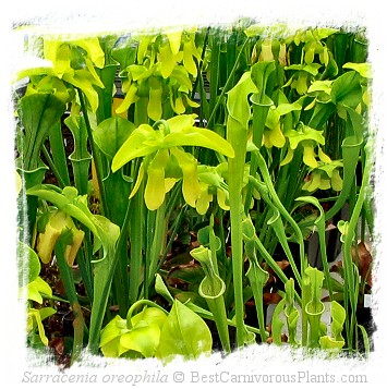 Sarracenia oreophila {different forms} / 1+ plant, size 5-15 cm