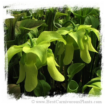 Sarracenia oreophila {Boaz Pond, Marshall Co., Alabama, USA} (20s)