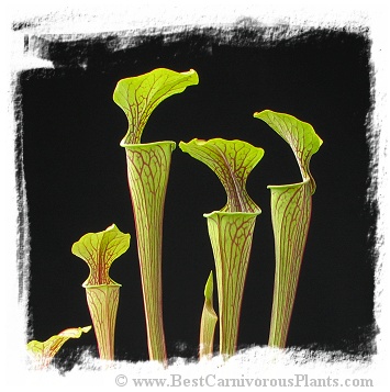 Sarracenia oreophila {large form, long lasting pitchers, Georgia, USA} (20s)