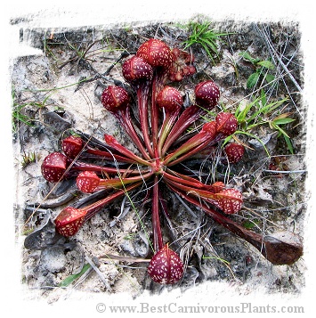 Sarracenia psittacina {mixed forms} (20s)