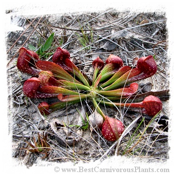 Sarracenia psittacina {Okefenokee, Charlton Co., GA, USA} / 10-20 cm