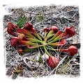 Sarracenia psittacina {Okefenokee, Charlton Co., GA, USA} / 10-20 cm