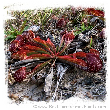 Sarracenia psittacina {Baldwin Co., AL, USA} / 10-20 cm